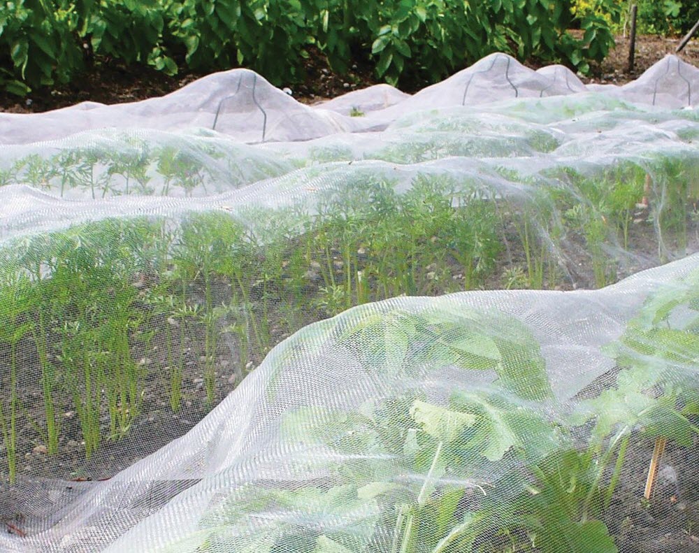 insect-netting-carrots.jpg