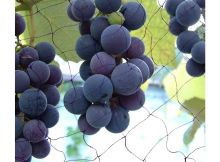Rede para pássaros em vinhas, redes para pássaros para proteger as uvas