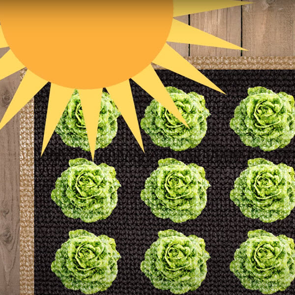 How to Use Shade Cloth And Protect Your Plants From The Heat