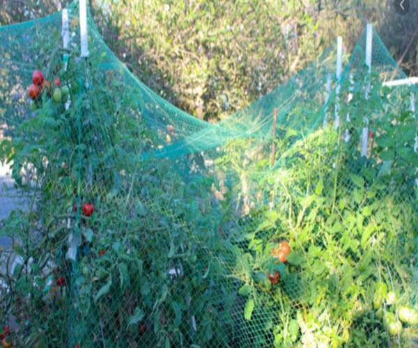 How To Install Bird Netting For Tomatoes Garden